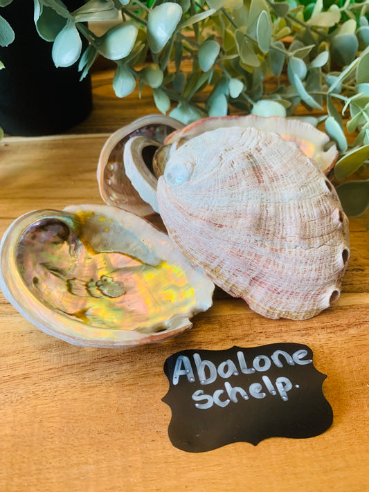 Abalone Schelp - Diverse Maten