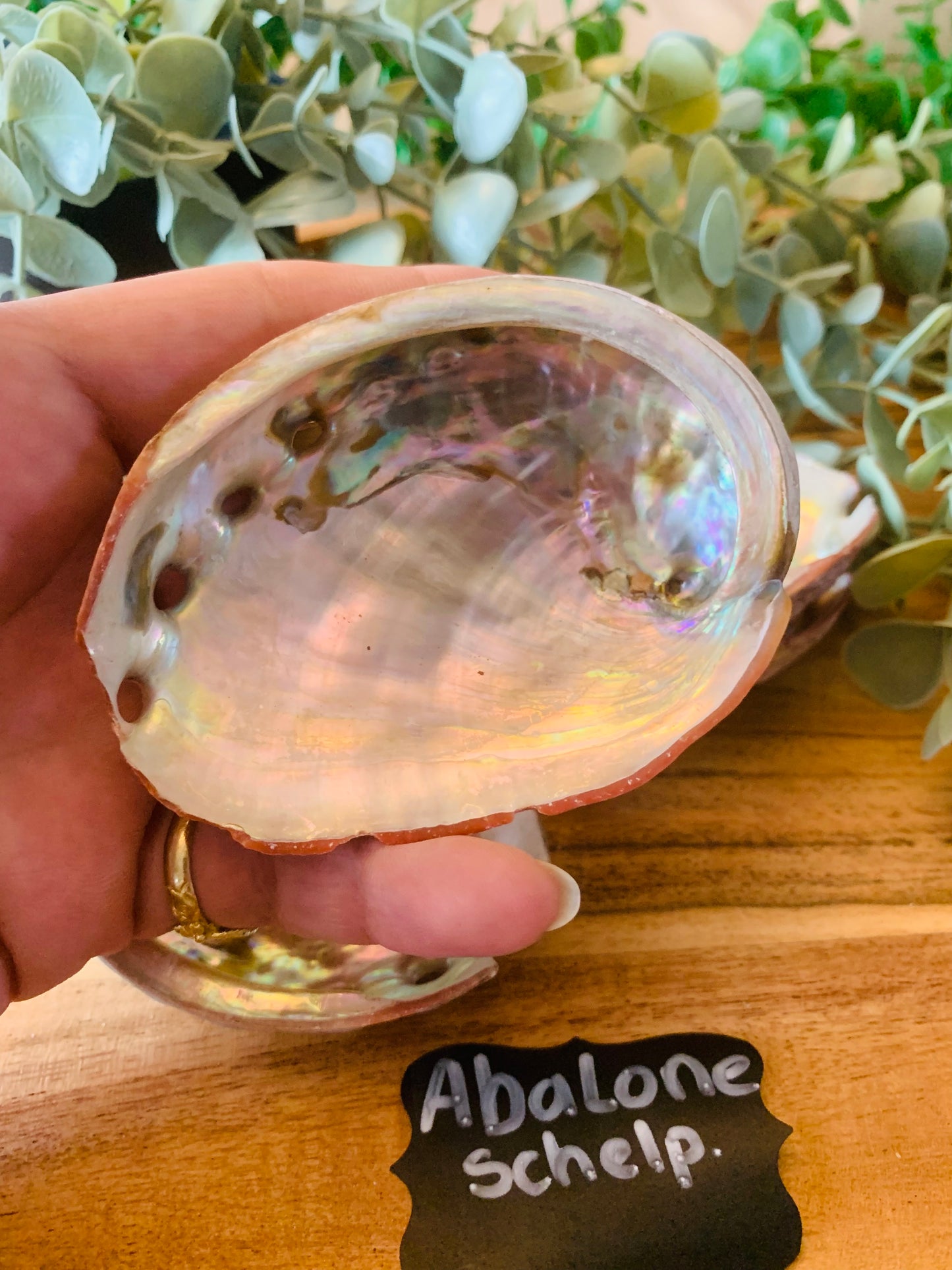Abalone Schelp - Diverse Maten