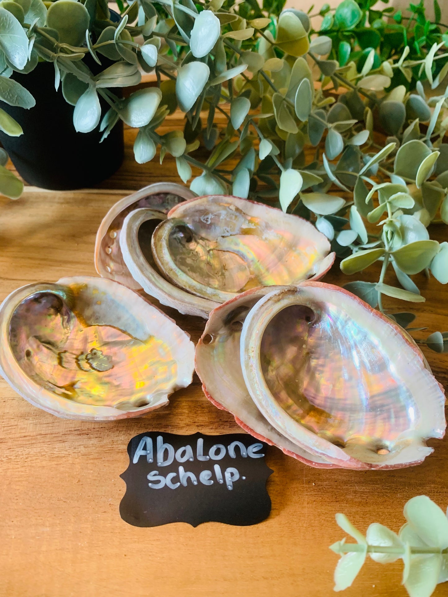 Abalone Schelp - Diverse Maten