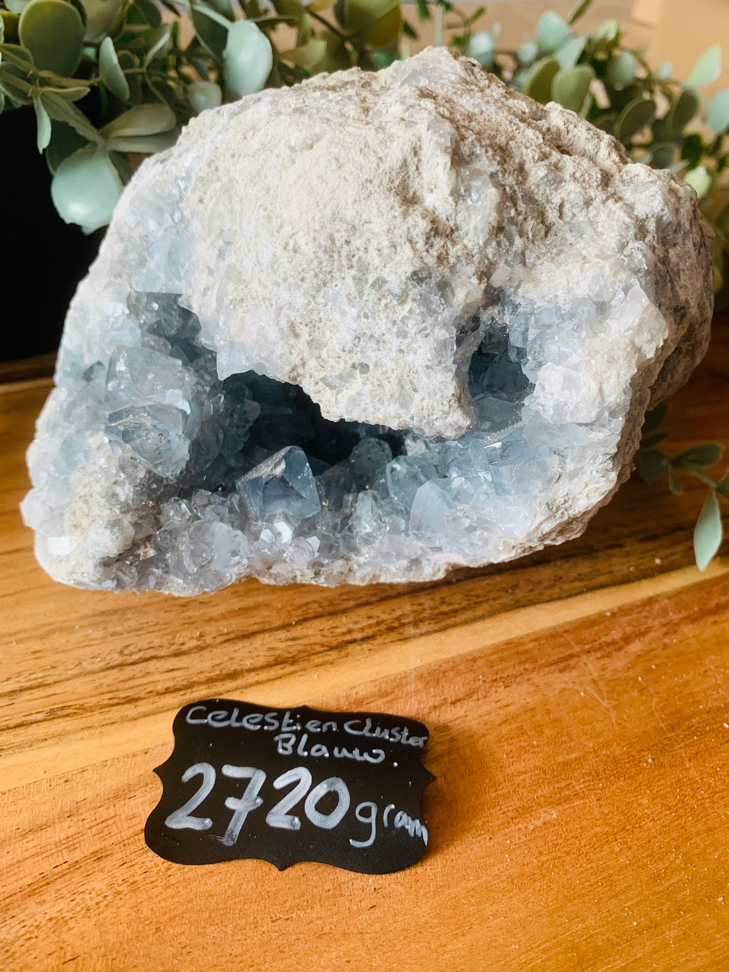 Celestien - (2720 g)